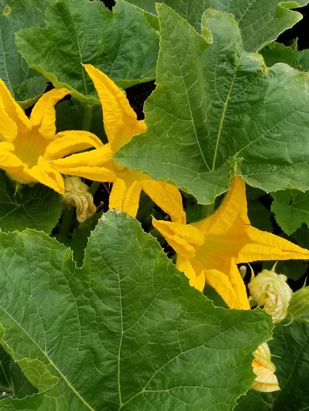 Zucchini blossoms in August promise bounty